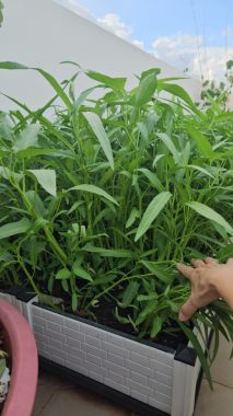 Hạt giống rau muống lá tre 100g