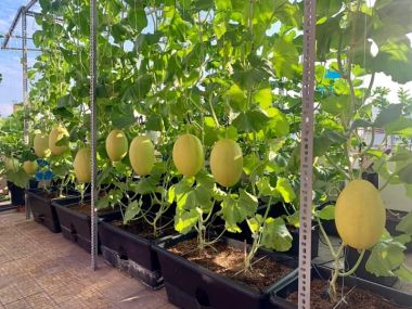 Dung dịch thủy canh trồng dưa lưới Hợp Trí Hydro Melon 1kg A + 1kg B