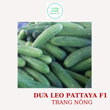 Hạt giống dưa leo F1 Pattaya TN739