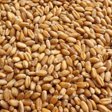 Hạt giống mầm lúa mạch Phú Nông gói 100gr