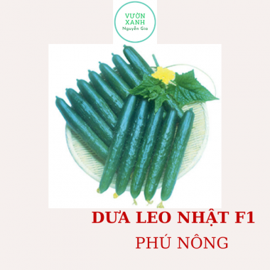 Hạt Giống Dưa Leo Nhật F1 – Phú Nông