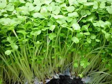 Hạt giống rau mầm xà lách soong Pháp gói 15g