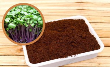 Giá Thể Xơ Dừa ECO N1 – Ươm Cây, Trồng Rau