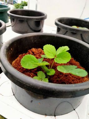 Mụn dừa đã xử lý Sfarm túi 5dm3 (~1.2kg) giữ ẩm tốt và sạch mầm bệnh