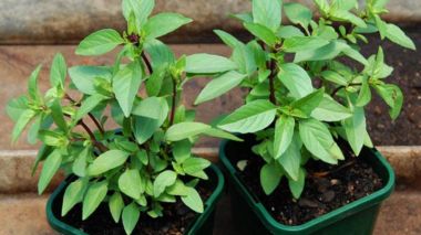 Hạt giống rau húng quế lá lớn Phú Nông gói 5gr
