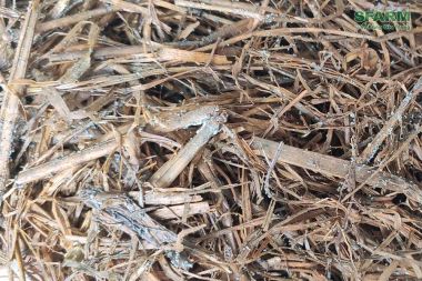 Nấm Trichoderma Sfarm ủ phân, xử lí đất 1kg