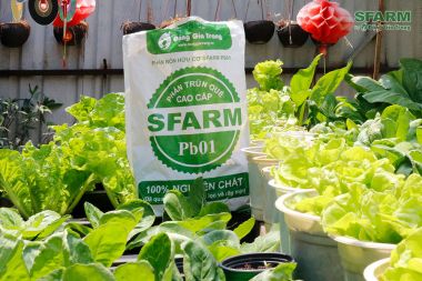 Phân trùn quế Sfarm (đã xử lý) Bao 10kg