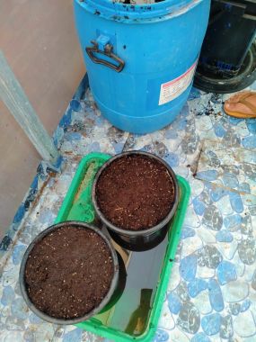 Nấm Trichoderma Sfarm ủ phân, xử lí đất 1kg