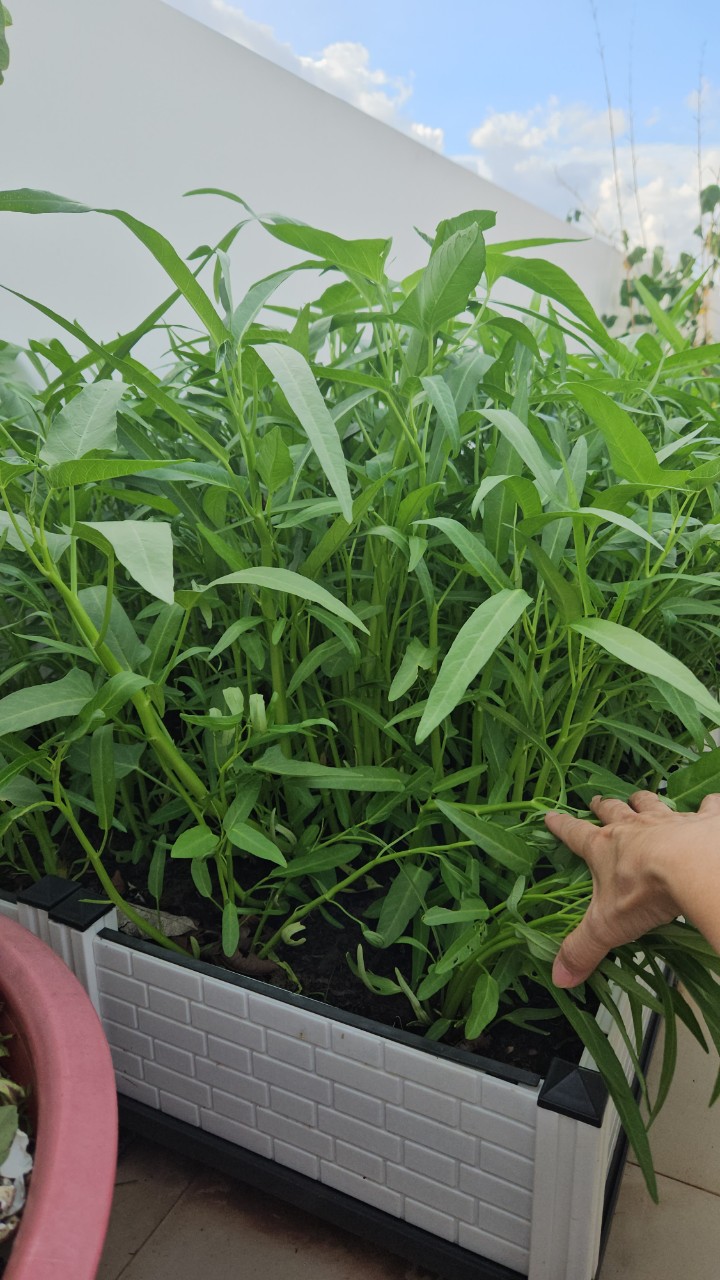 Rau muống lá tre năng suất cao