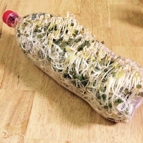 Cách làm giá đậu xanh bằng chai nhựa tại nhà đơn giản, an toàn