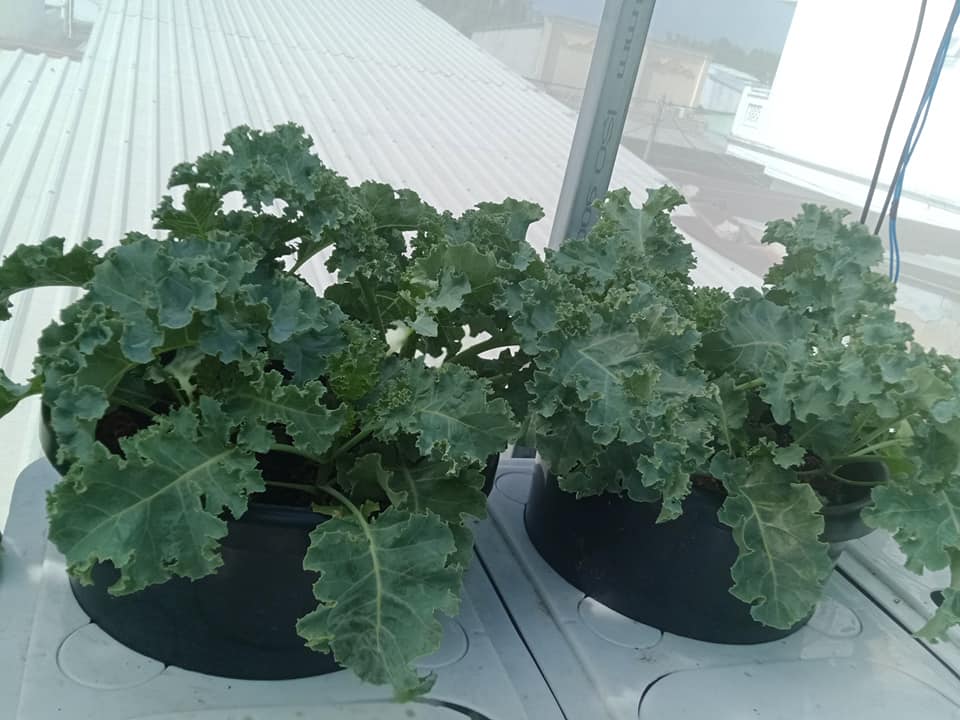 7 Tác dụng của cải kale mà không phải ai cũng biết