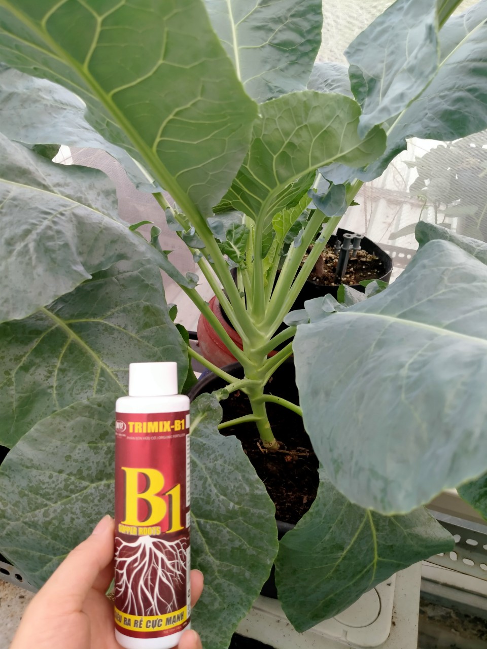 phân kích rễ trimix b1
