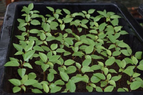 trồng rau đay đỏ trong chậu nhựa