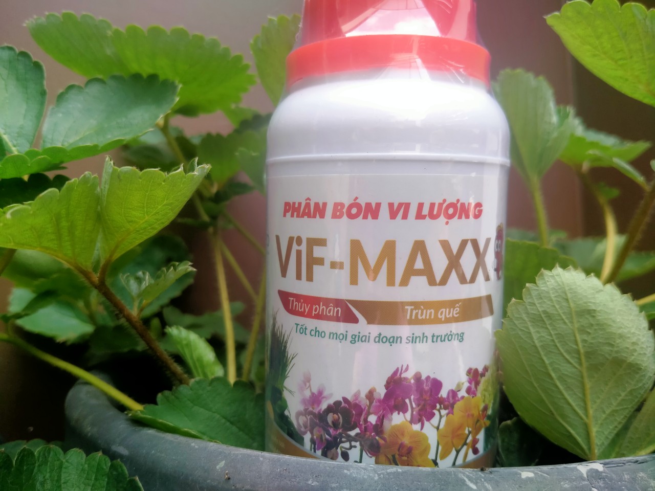 Dịch trùn quế Lavamix- Phân bón vi lượng VIF-MAXX chai 250ml