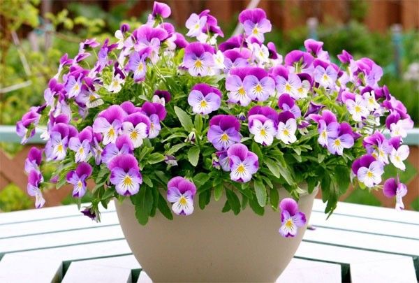 Phân bón Minro NPK 15-5-20 cho kiểng ra bông nhiều, hoa đều