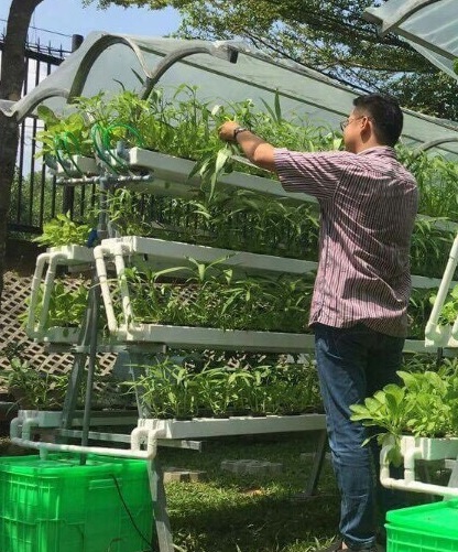 Hướng dẫn trồng rau muống thủy canh chi tiết cho người mới bắt đầu