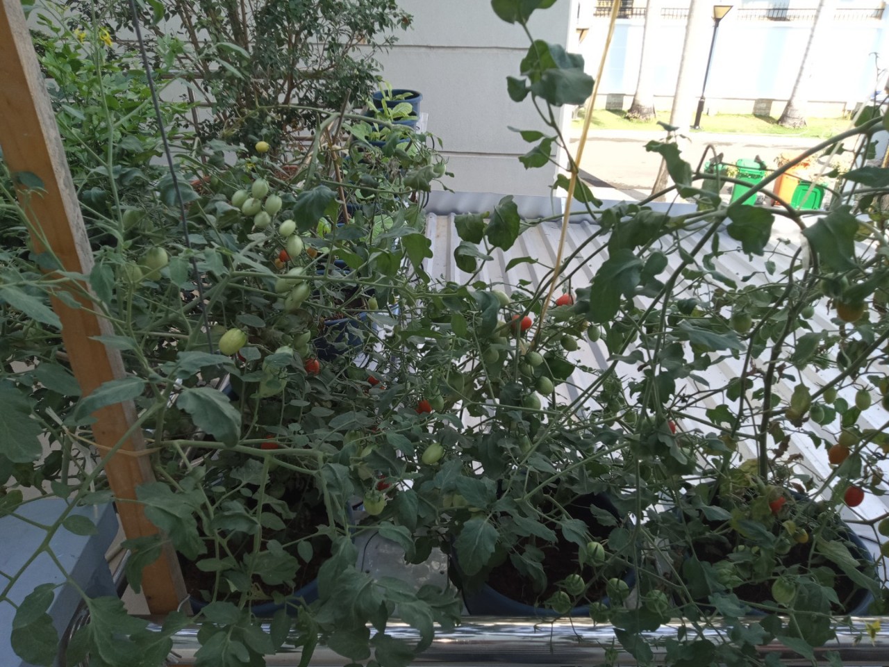 Cà chua bi ưa nắng thích hợp trồng ban công, sân thượng